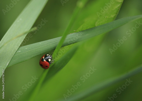ladybug in spring garden