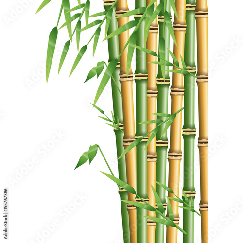 fresh bamboo leaves border, botanical zen forest, tropical spa decoration. vector illustration