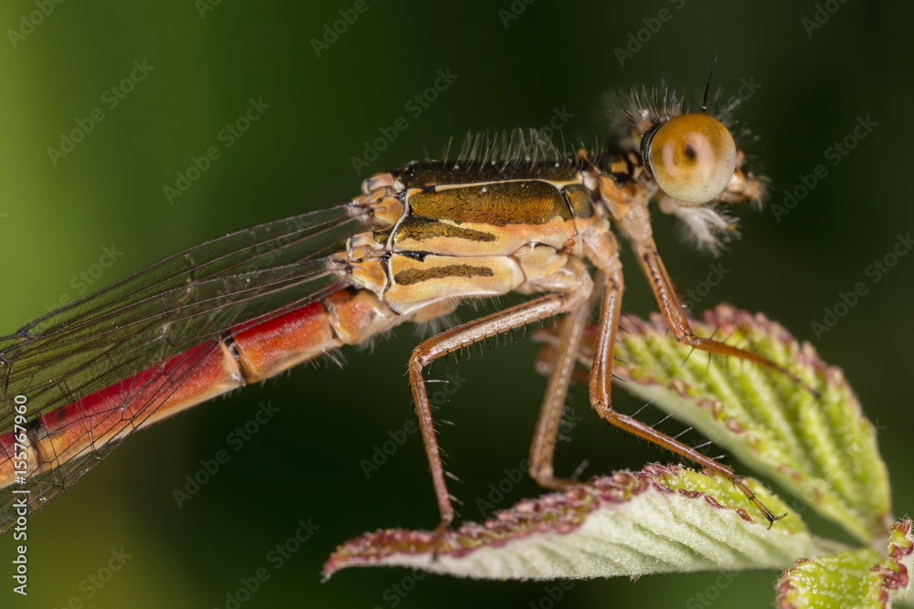 A beautiful close-up portrait of a beautiful damselfly A beautiful close-up portrait of a beautiful damselfly