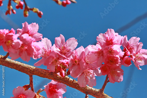 cherry pink blossomon on blue sky photo