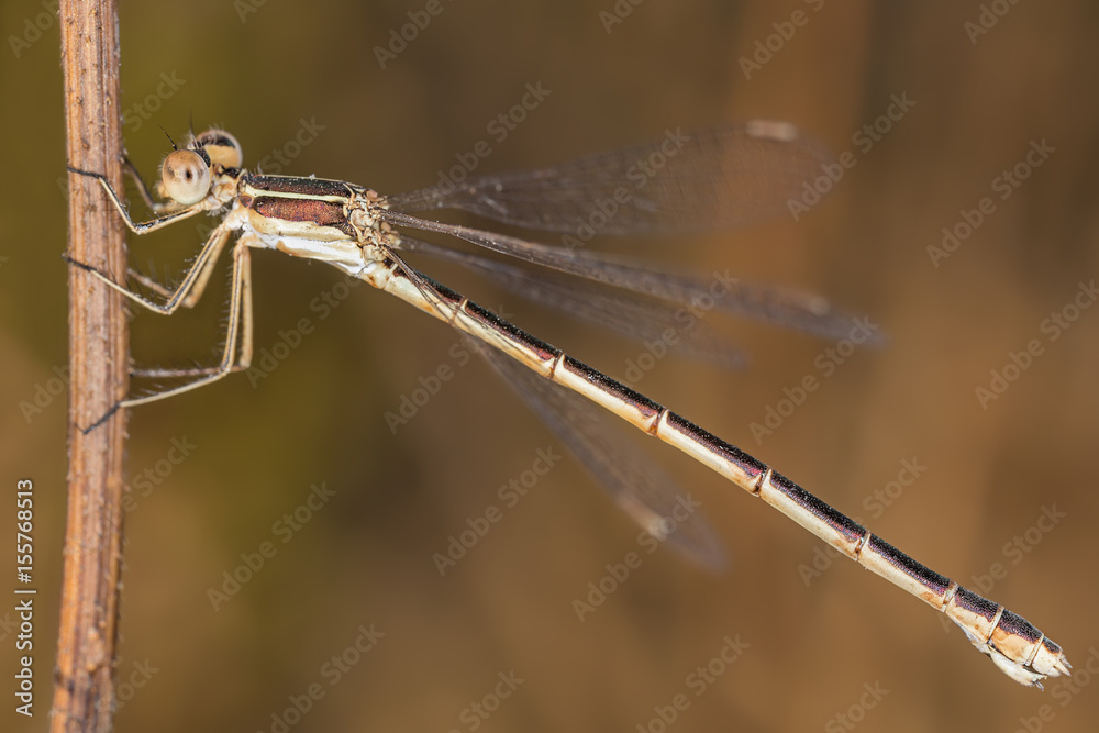 A beautiful close-up portrait of a beautiful damselfly A beautiful close-up portrait of a beautiful damselfly