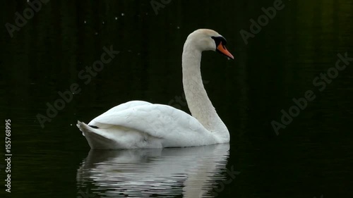 Mute swan swimming in dark water