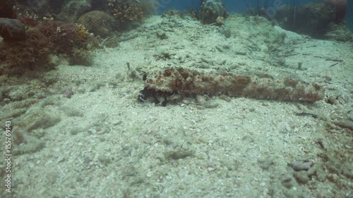 Sea Cucumber crawls under the water on the bottom. Graeffe's sea cucumber (Bohadschia graeffei, holothurian, echinoderm) photo