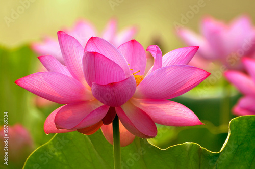 Blossom lotus flower
