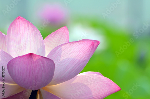 Blossom lotus flower