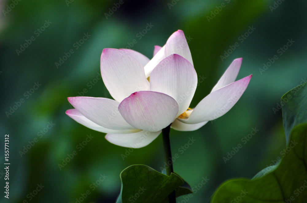 Blossom lotus flower