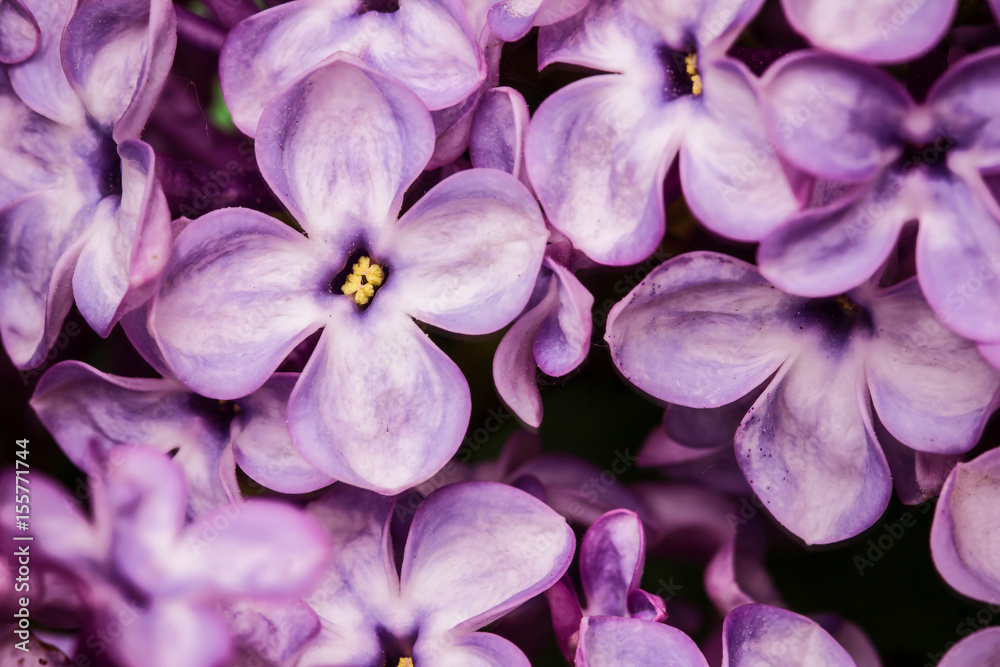 Purple lilac flower background.