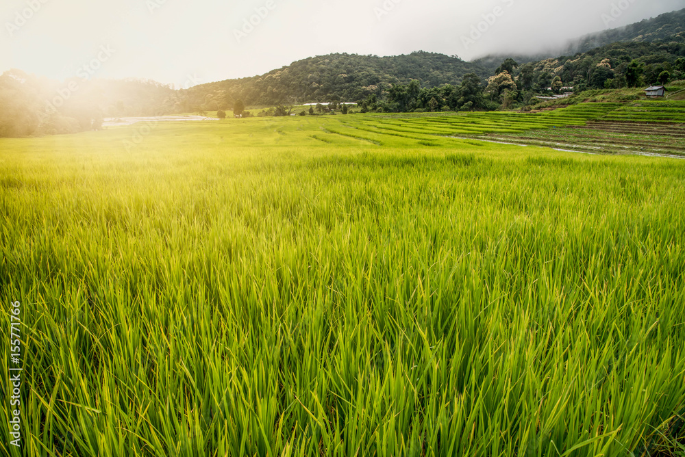 Green rice field terrace at Ban Mae Klang Luang- Chiangmai province, Thailand