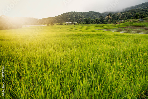 Green rice field terrace at Ban Mae Klang Luang- Chiangmai province  Thailand