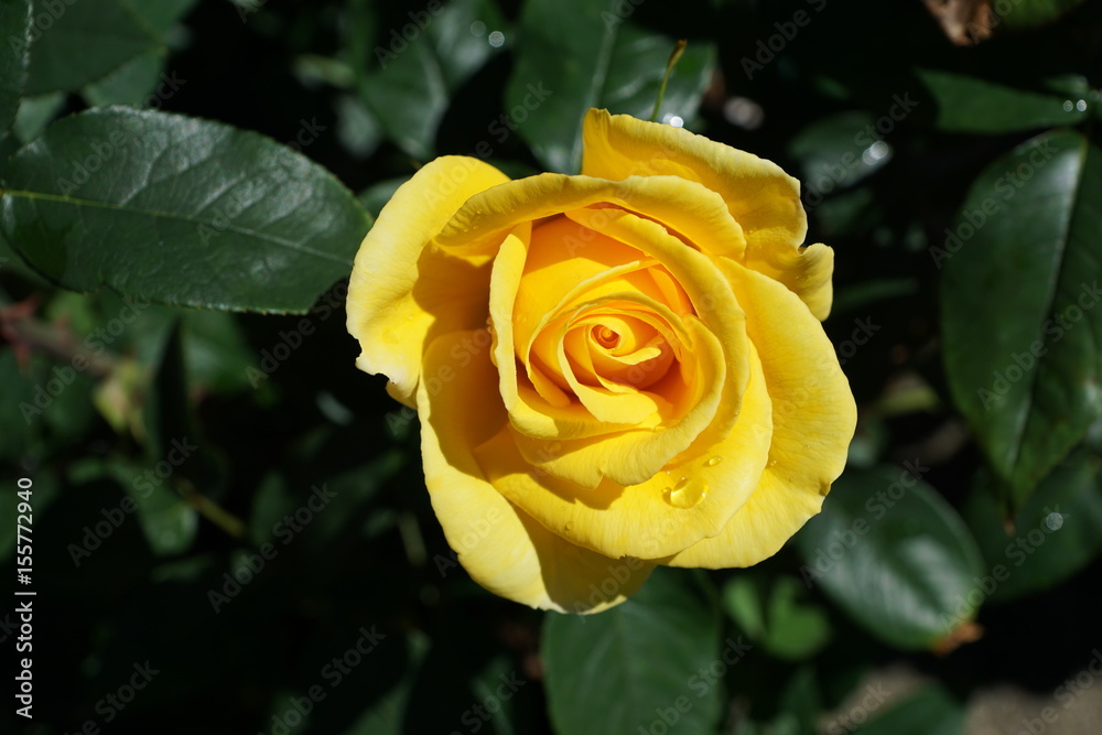 Gelbe Blume Gelbe Blume