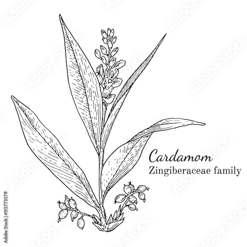 Ink cardamom herbal illustration. Hand drawn botanical sketch style. Absolutely vector. Good for using in packaging - tea, condinent, oil etc - and other applications