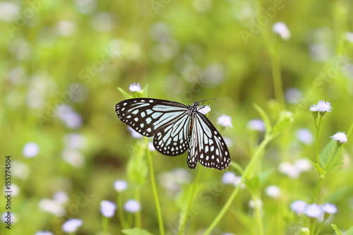 Butterflies live in gardens, beautifully patterned wings.