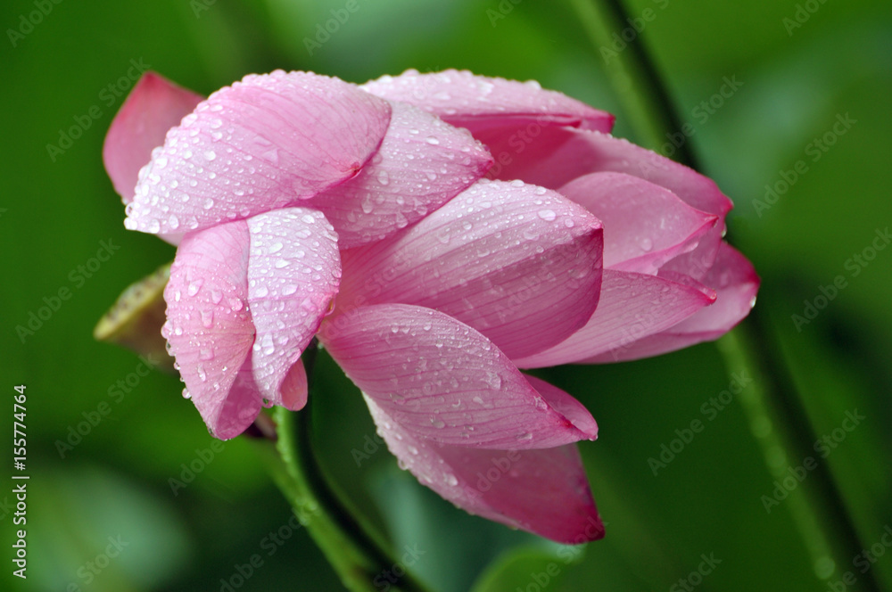 Blossom lotus flower Blossom lotus flower