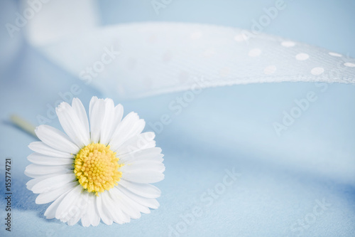 stokrotka-kwiat na niebieskim tle