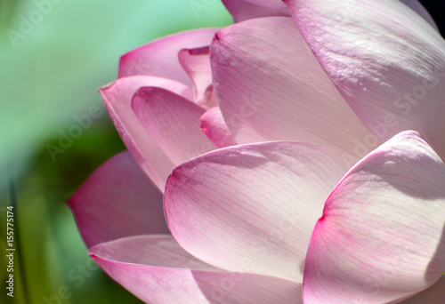 Blossom lotus flower © yu