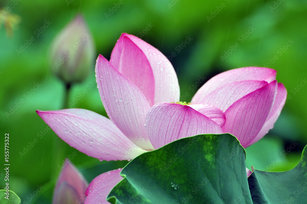 Blossom lotus flower