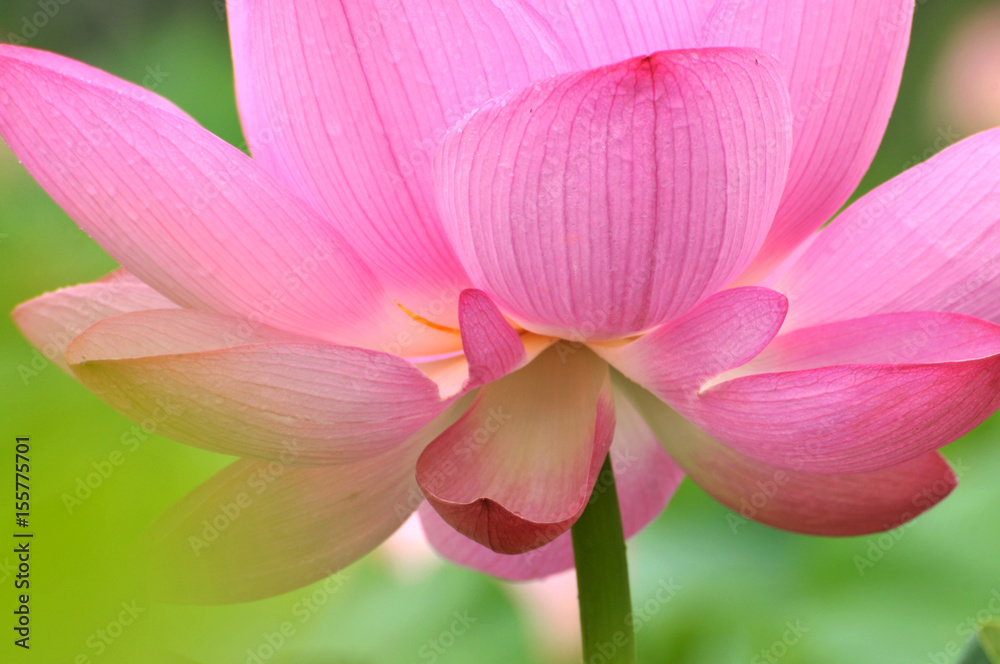 Blossom lotus flower