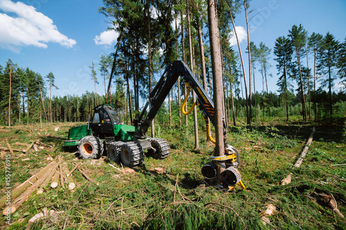 Forest cutting. Timber harvester. Forest cutting with the help of a harvester. Forest cutting with the help of special equipment. photo