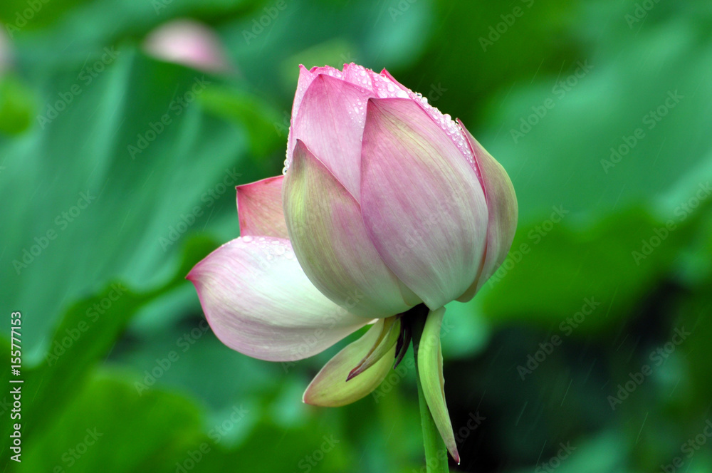 Blossom lotus flower