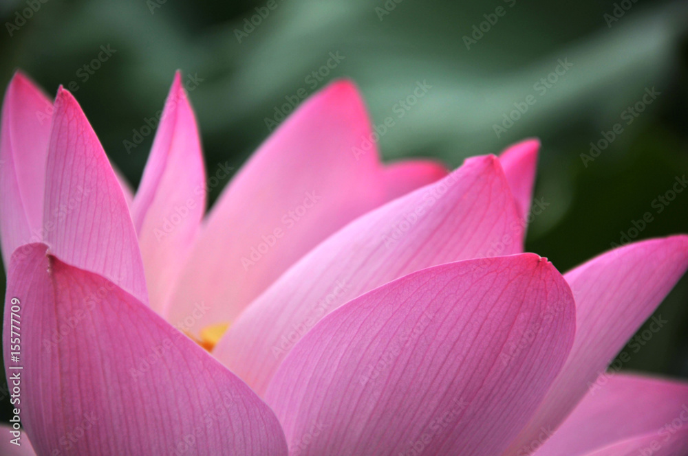 Blossom lotus flower