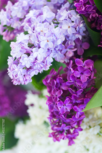 Lilac fresh blue  violet and white flowers close up  shallow focus