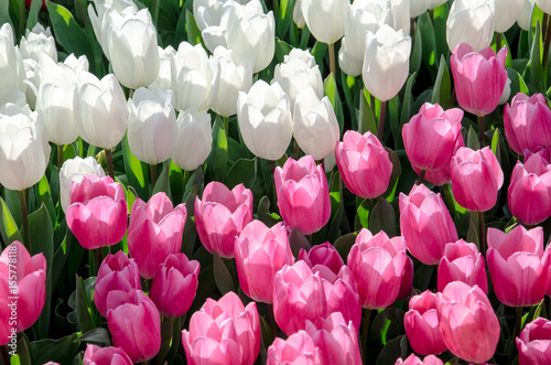Obraz na płótnie White and pink tulips in the garden w salonie