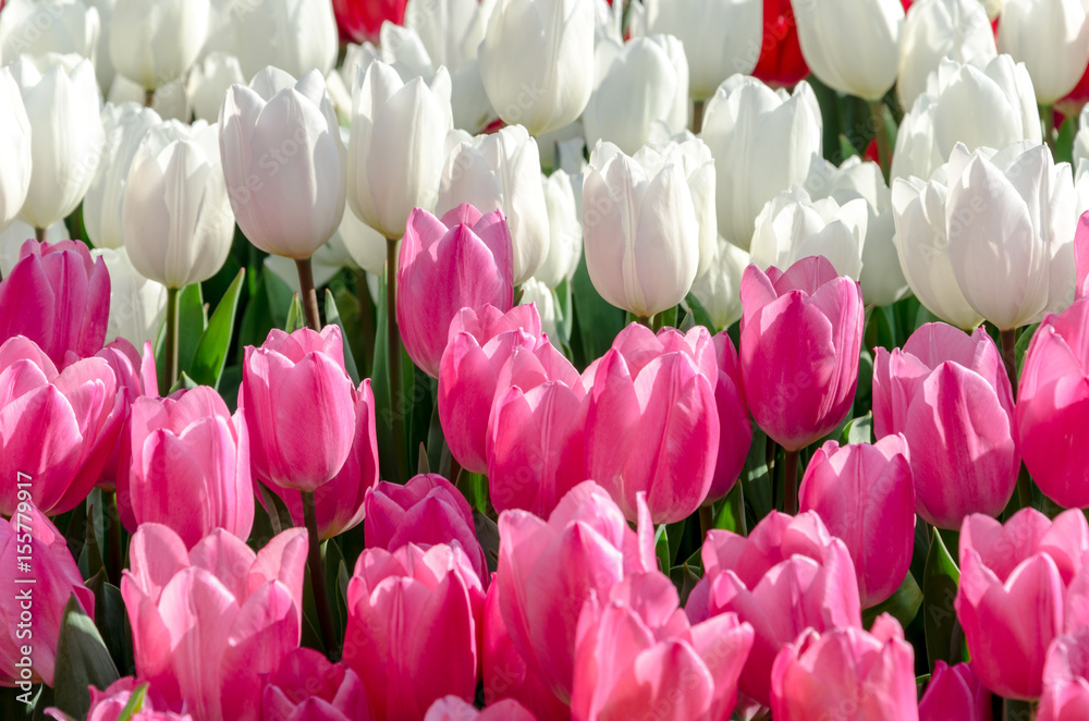 White and pink tulips in the garden