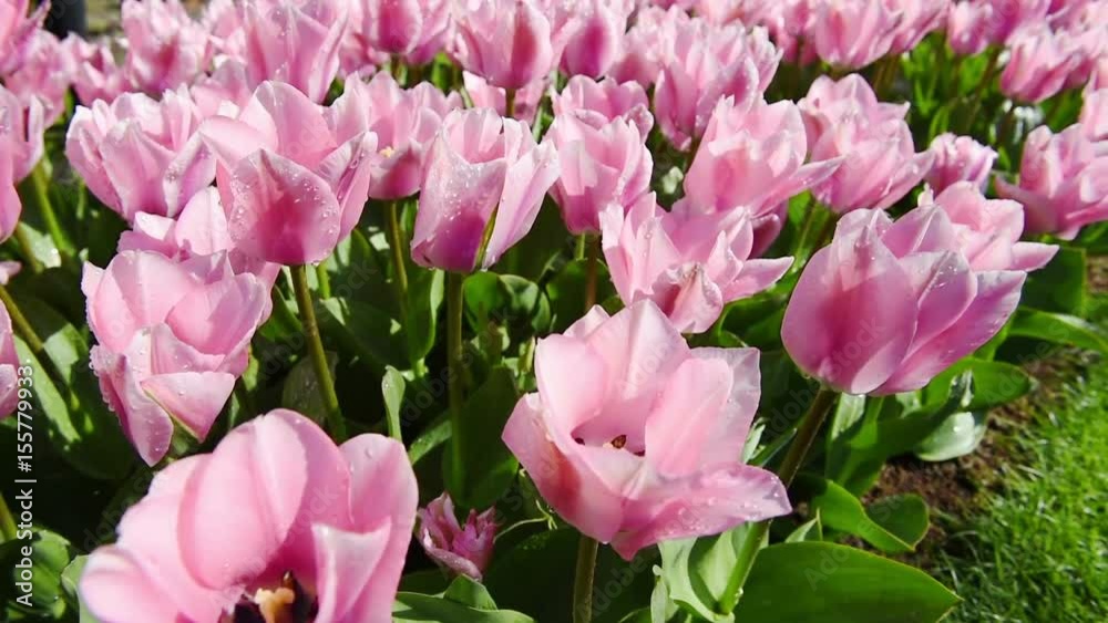 Huge amount of tulips hyacints and narcissuses. Holland. Huge amount of tulips hyacints and narcissuses. Holland.