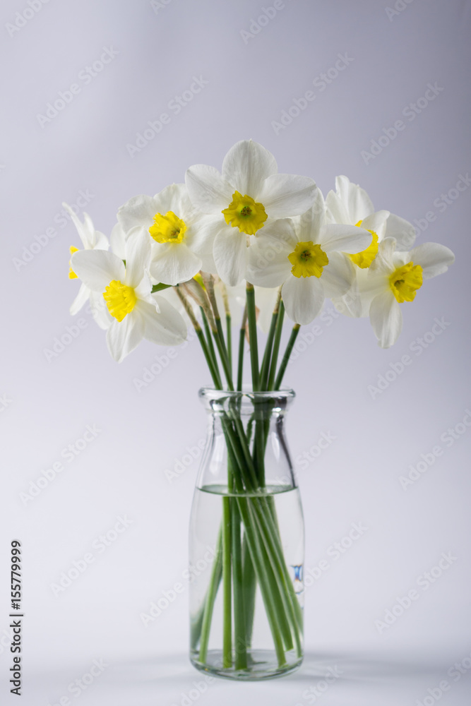 White narcissus in a glass vase. Spring Flower in minimalistic