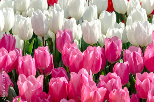 Obraz na płótnie White and pink tulips in the garden w salonie