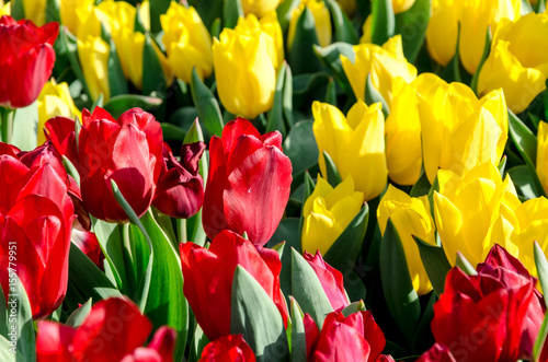 Obraz na płótnie Red and yellow tulips in the garden w salonie