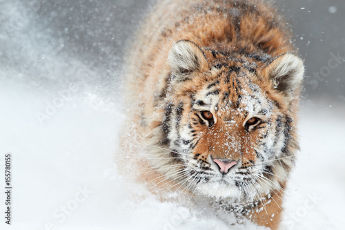 Portrait of Siberian tiger, Panthera tigris altaica, male with snow in fur, running directly at camera in deep snow during snowstorm. Taiga environment, freezing cold, winter.