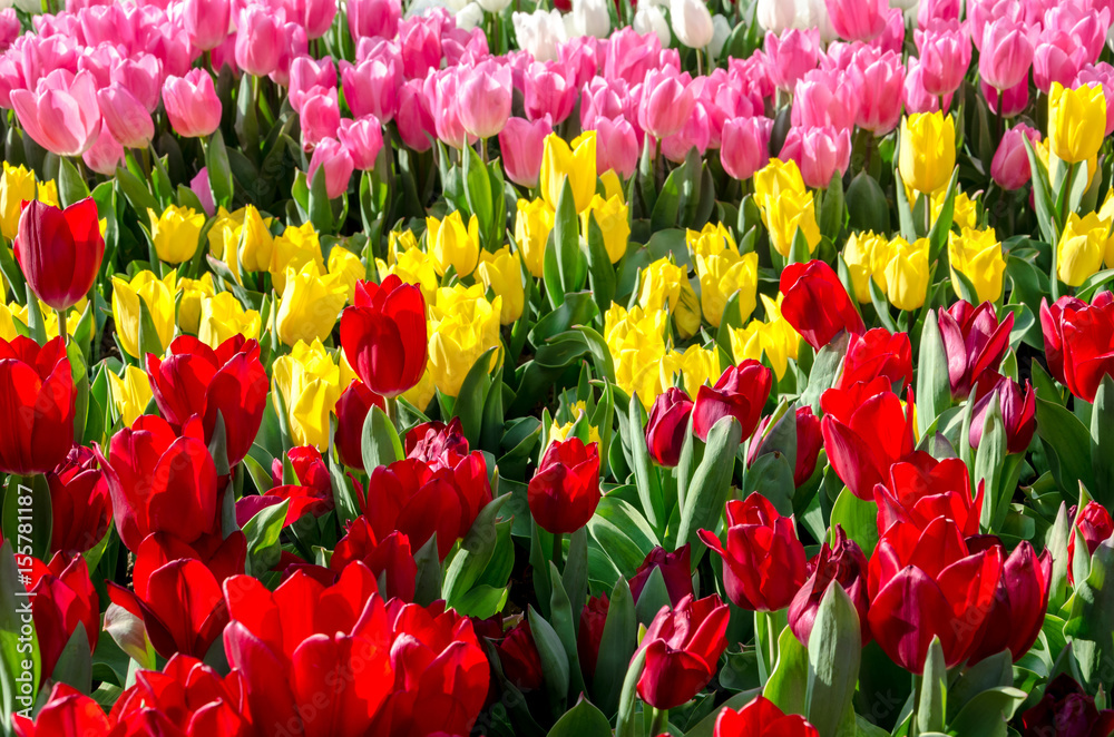 Colorful tulips in the garden