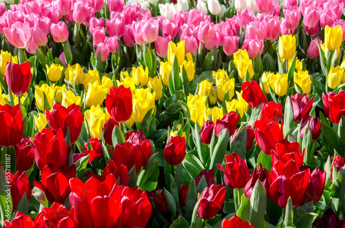 Obraz na płótnie Colorful tulips in the garden w salonie