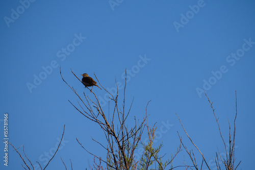 Small thrush bird perched in a tree