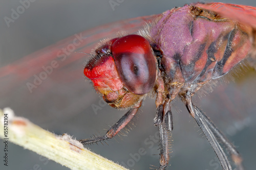 A close-up of a beautiful dragonfly photo