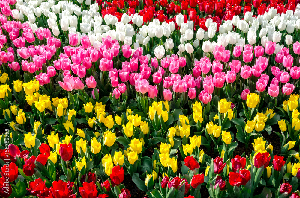 Colorful tulips in the garden