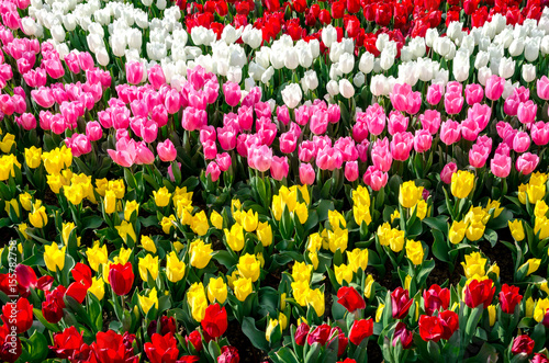 Obraz na płótnie Colorful tulips in the garden w salonie