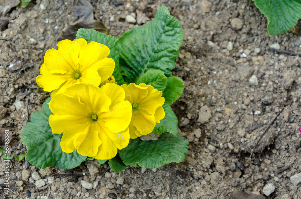 Yellow flowers on the ground in the garden