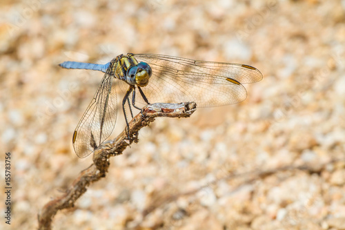 A close-up of a beautiful dragonfly photo