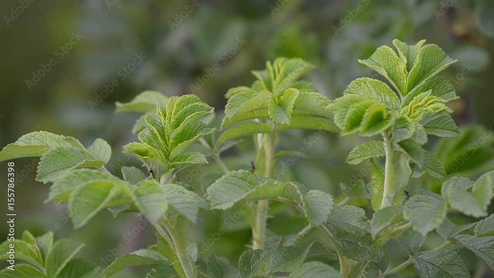 The green branches of the wild rose in the spring