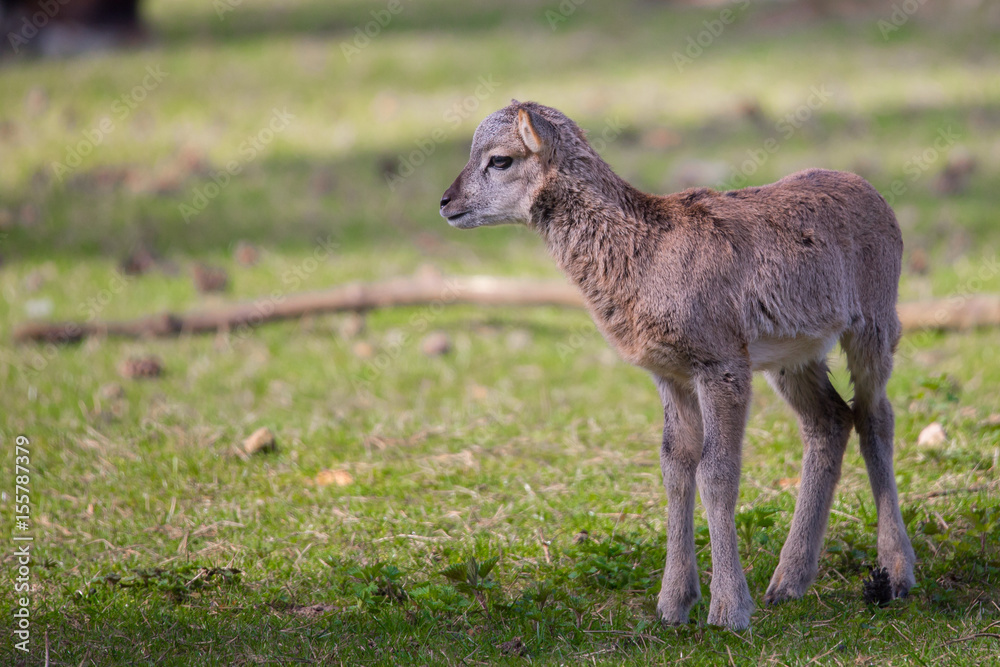 Fototapeta premium Muffelwildjunges