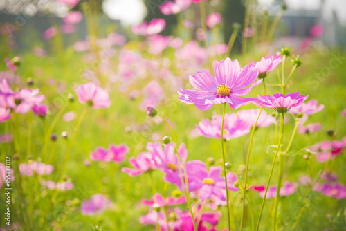 Cosmos flowers,Vintage style