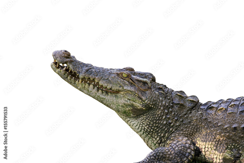 Fototapeta premium Image of a crocodile on white background. Reptile Animals.