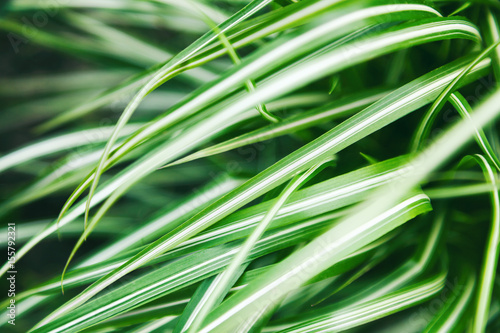 Blades of grass closeup, abstract natural background