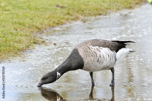 Fotografie Pale bellied brent goose drinking from a pool of water.