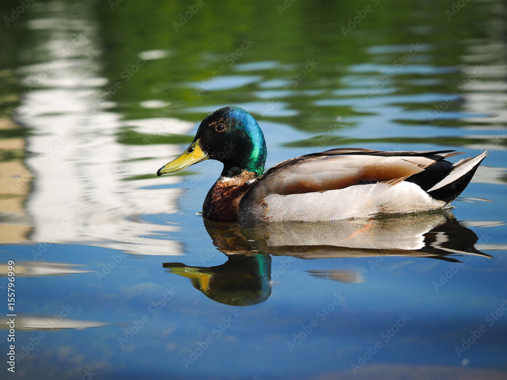Duck Drake beautiful. Floats on water bird Duck Drake beautiful. Floats on water bird
