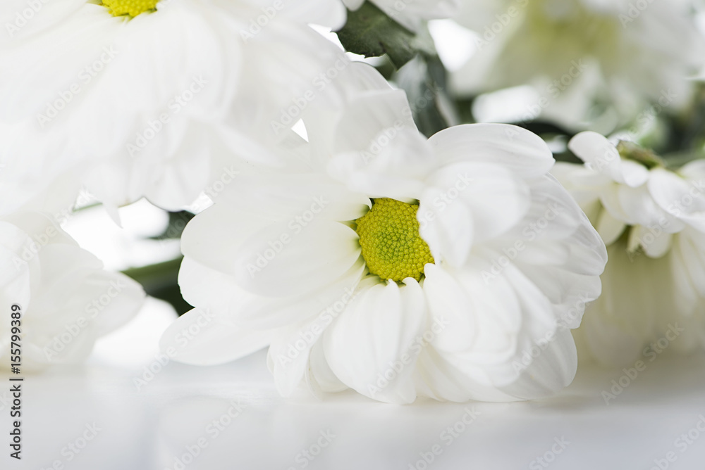 Fototapeta premium Close-up of daisy flowers on white background. Isolated.