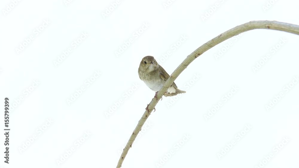 nightingale (Luscinia luscinia) isolated on a white background in studio shot nightingale (Luscinia luscinia) isolated on a white background in studio shot