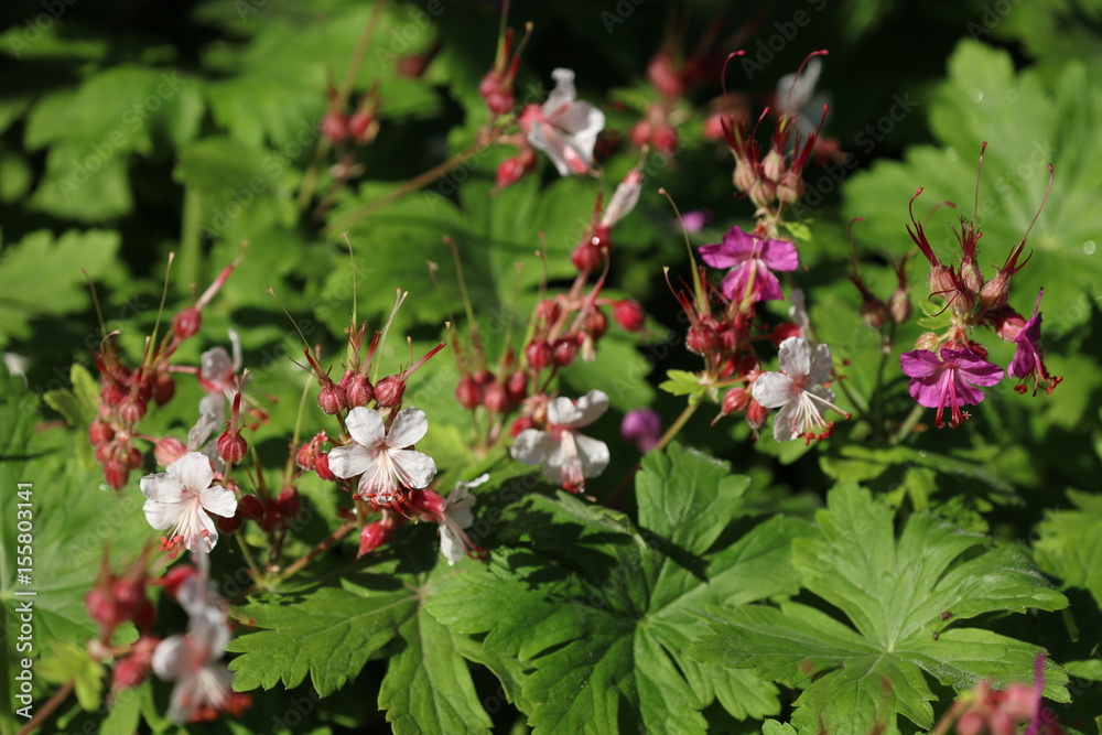 Storchschnabel Blüte Storchschnabel Blüte